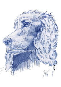 COCKER / crayons de couleurs sur papier